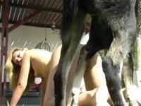 Dog pounding a blonde babe from behind